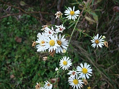 16 Shiawassee National Wildlife Refuge [2008 Nov 5]